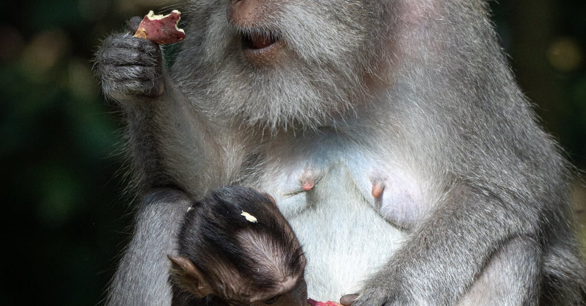 Exploring Bali's Best Hiking Trails for Villa Renters