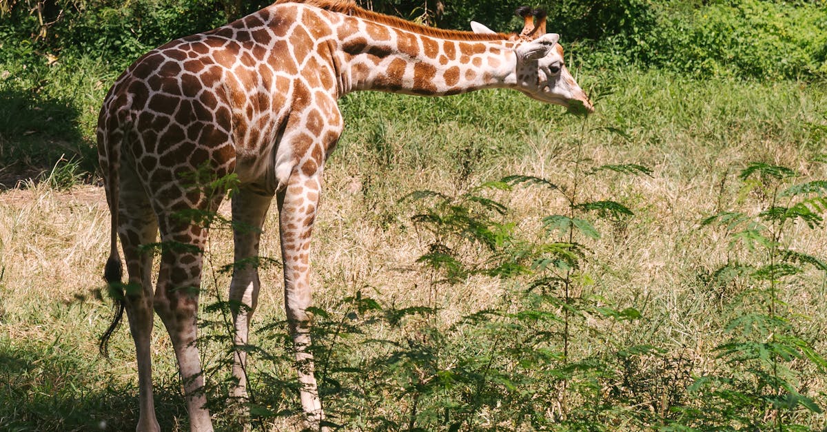 Understanding Natural Disaster Preparedness in Bali
